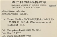 多疣懸蘚藏品圖，第2張