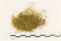 多疣懸蘚藏品圖，第1張