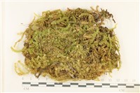 登錄號:B00009457藏品圖，第1張