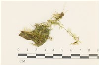 登錄號:B00009467藏品圖，第1張