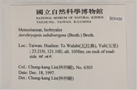大灰氣蘚藏品圖，第2張
