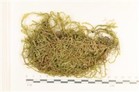 登錄號:B00009491藏品圖，第1張