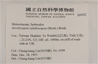 大灰氣蘚藏品圖，第2張