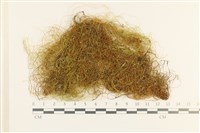 登錄號:B00009504藏品圖，第1張