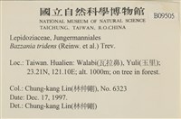 鞭苔,三裂鞭苔藏品圖，第2張