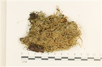 登錄號:B00009508藏品圖，第1張