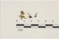 登錄號:B00009515藏品圖，第1張