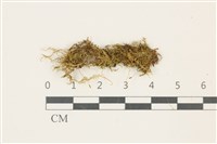 登錄號:B00009516藏品圖，第1張