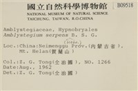 柳葉蘚藏品圖，第2張