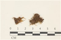 柳葉蘚藏品圖，第1張