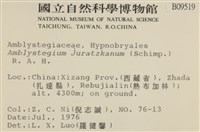 長葉柳葉蘚藏品圖，第2張