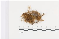 登錄號:B00009521藏品圖，第1張