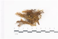 登錄號:B00009522藏品圖，第1張