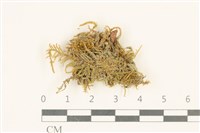 登錄號:B00009527藏品圖，第1張