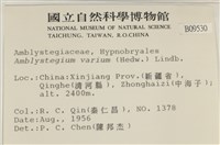 多姿柳葉蘚藏品圖，第2張