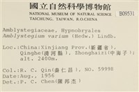 多姿柳葉蘚藏品圖，第2張