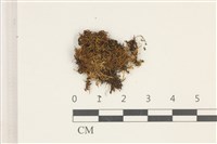 多姿柳葉蘚藏品圖，第1張