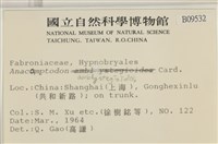 柳葉反齒蘚藏品圖，第2張