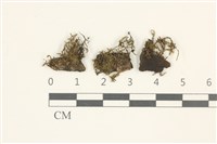 柳葉反齒蘚藏品圖，第1張