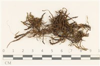 登錄號:B00009534藏品圖，第1張