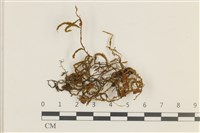 登錄號:B00009536藏品圖，第1張