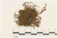 登錄號:B00009538藏品圖，第1張