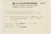 卷葉仙鶴蘚藏品圖，第2張