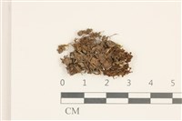 卷葉仙鶴蘚藏品圖，第1張