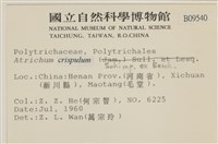 卷葉仙鶴蘚藏品圖，第2張