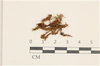 卷葉仙鶴蘚藏品圖，第1張