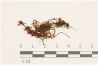 登錄號:B00009541藏品圖，第1張