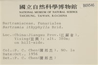 直葉珠蘚藏品圖，第2張