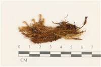 挪威珠蘚藏品圖，第1張