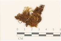 登錄號:B00009550藏品圖，第1張