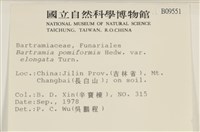 梨蒴珠蘚長形變種藏品圖，第2張