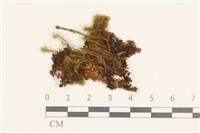 梨蒴珠蘚長形變種藏品圖，第1張