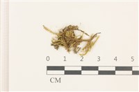 登錄號:B00009553藏品圖，第1張