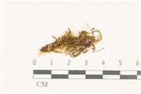 登錄號:B00009554藏品圖，第1張