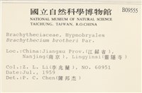 勃氏青蘚藏品圖，第2張