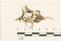 勃氏青蘚藏品圖，第1張