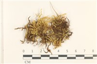 登錄號:B00009557藏品圖，第1張