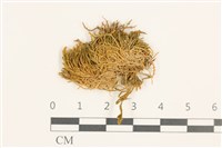 登錄號:B00009560藏品圖，第1張