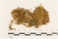 登錄號:B00009561藏品圖，第1張