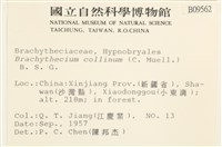 登錄號:B00009562藏品圖，第2張