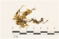 登錄號:B00009562藏品圖，第1張