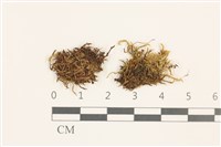 登錄號:B00009563藏品圖，第1張