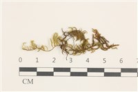 登錄號:B00009564藏品圖，第1張