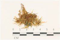 登錄號:B00009567藏品圖，第1張