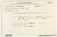 細枝青蘚藏品圖，第2張