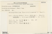 細枝青蘚藏品圖，第2張